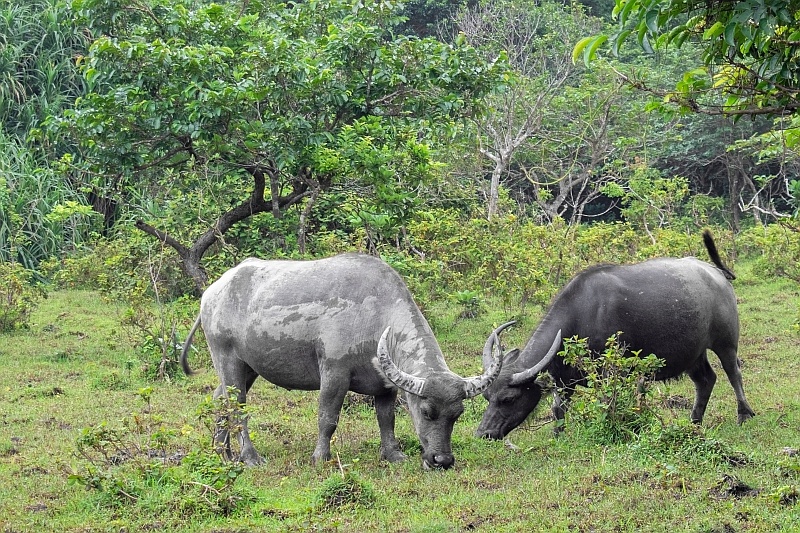 buffalo-grazes-with-friend